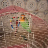 طوطی برزیلی