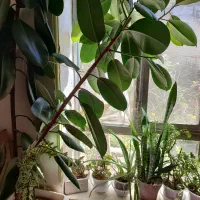 فیکوس طبیعی|گل و گیاه طبیعی|میاندوآب, |دیوار