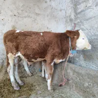 گوساله سیمینتال|حیوانات مزرعه|بیرانوند, |دیوار