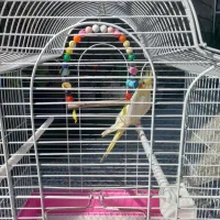 فروش عروس هلندی