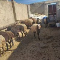 فروش گوسفند
