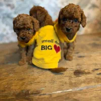 سگ توله توی پودل دارک رد 68 روز توی پودل رد|سگ|تهران, شهرک غرب|دیوار