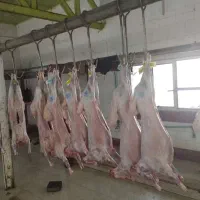 کشتار بره کهره چاق دارم سفارشات پذیرفته