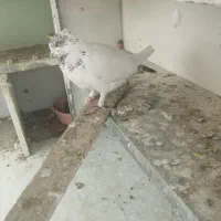 یه جفت کله دم سبز ازهرنظر عالی|پرنده|شهریار, رزکان|دیوار