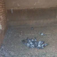 کبوتر پلاکی مسافتی|پرنده|آران و بیدگل, |دیوار