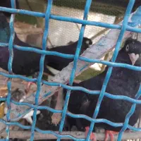 زاغ آبادانی یه سر صرب