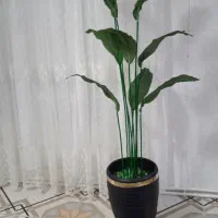 درختچه مصنوعی بزرگ|گل مصنوعی|خرمآباد, |دیوار