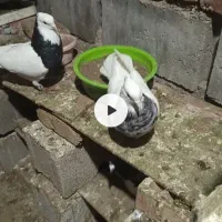 کفتر‌طوقی‌زرین‌الماسی