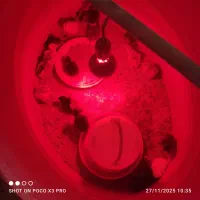 فروش ۲۰عددجوجه ۴روزه ۱۶تاش گردن لخت