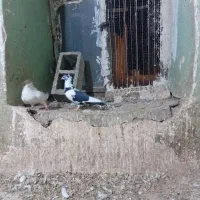 ابلاغ سیاه نر کاکلی|پرنده|تربت جام, میان جام|دیوار