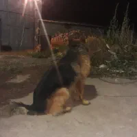 سگ نگهبان