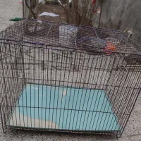 فروشی|لوازم جانبی حیوانات|بیرجند, |دیوار