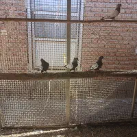 کبوتر قره کویناح|پرنده|ملکان, |دیوار
