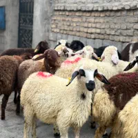 گوسفند فروشی نر چاق و چله|حیوانات مزرعه|تهران, هرندی|دیوار
