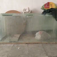 دو عدد اکواریوم|ماهی|شیراز, پودنک|دیوار