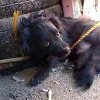 سگ پا کوتاه|سگ|زاهدان, |دیوار