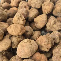 فروش دنبل درشت