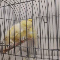 جفت قناری فر|پرنده|تهران, حشمتیه|دیوار