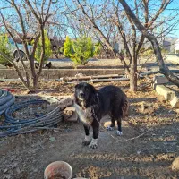 واگذاری سگ قدرجونی