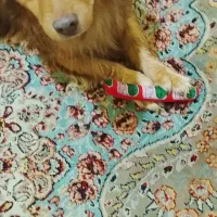 سگ نر پا کوتاه