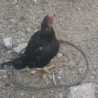 ماکیان ترک اصیل نصل بالا