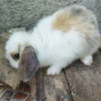 بچه خرگوش لوپ