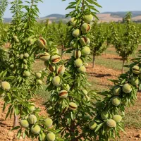 نهال بادام شیرین آذر پرطرفدار آماده فروش است.|گل و گیاه طبیعی|خسروشاه, |دیوار