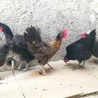 معامله با کبوتر شهرستان دشتی|پرنده|خورموج, |دیوار