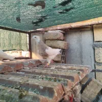 طوقی|پرنده|فولادشهر, زاینده رود|دیوار