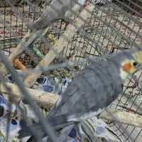 عروس  نر و ماده مولد دستی