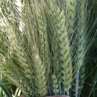 فروش بذر گندم ابی مناسب بسیاری ازمناطق..