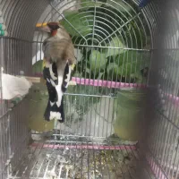 سهره کرمونی