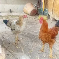 مرغ و خروس