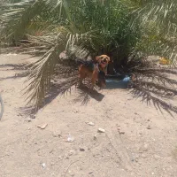فروش سگ