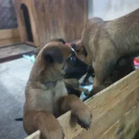 سگ گارد|سگ|گرمدره, |دیوار