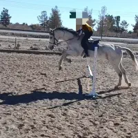 اسب دوخون سرحال|اسب و تجهیزات اسبسواری|گنبد کاووس, |دیوار