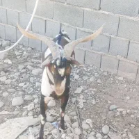 نری پَچی|حیوانات مزرعه|قلعه قاضی, |دیوار