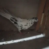 کفتر|پرنده|قم, قلعه کامکار|دیوار