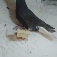 زاغ دم سفید نرفروشی