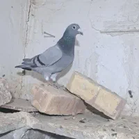 کفتر المانی|پرنده|زابل, |دیوار