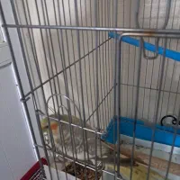 عروس هلندی سه ماهه|پرنده|شاهینشهر, خانه کارگر|دیوار