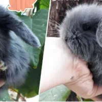 توله خرگوش لوپ عروسکی (همه رنگ)|موش و خرگوش|اهواز, پادادشهر|دیوار