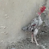 لاری کوشامو