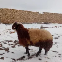 بره قوچ همو
