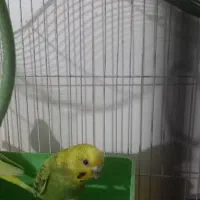 مرغ عشق نر و ماده که سه تا تخم هم دارند|پرنده|بندر کنگان, |دیوار