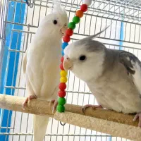 عروس|پرنده|پاوه, |دیوار