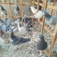 یک چخ کفتر تربت جام