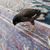 مینا