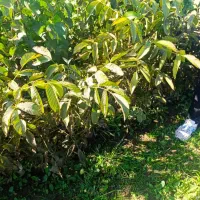 عرضـه نهـالــهای ریشه لخت