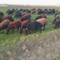 گوسفند شیشک و بره ماده|حیوانات مزرعه|بروجرد, |دیوار